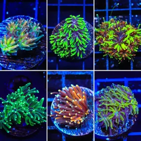 TSA Signature Galaxea Frag Pack