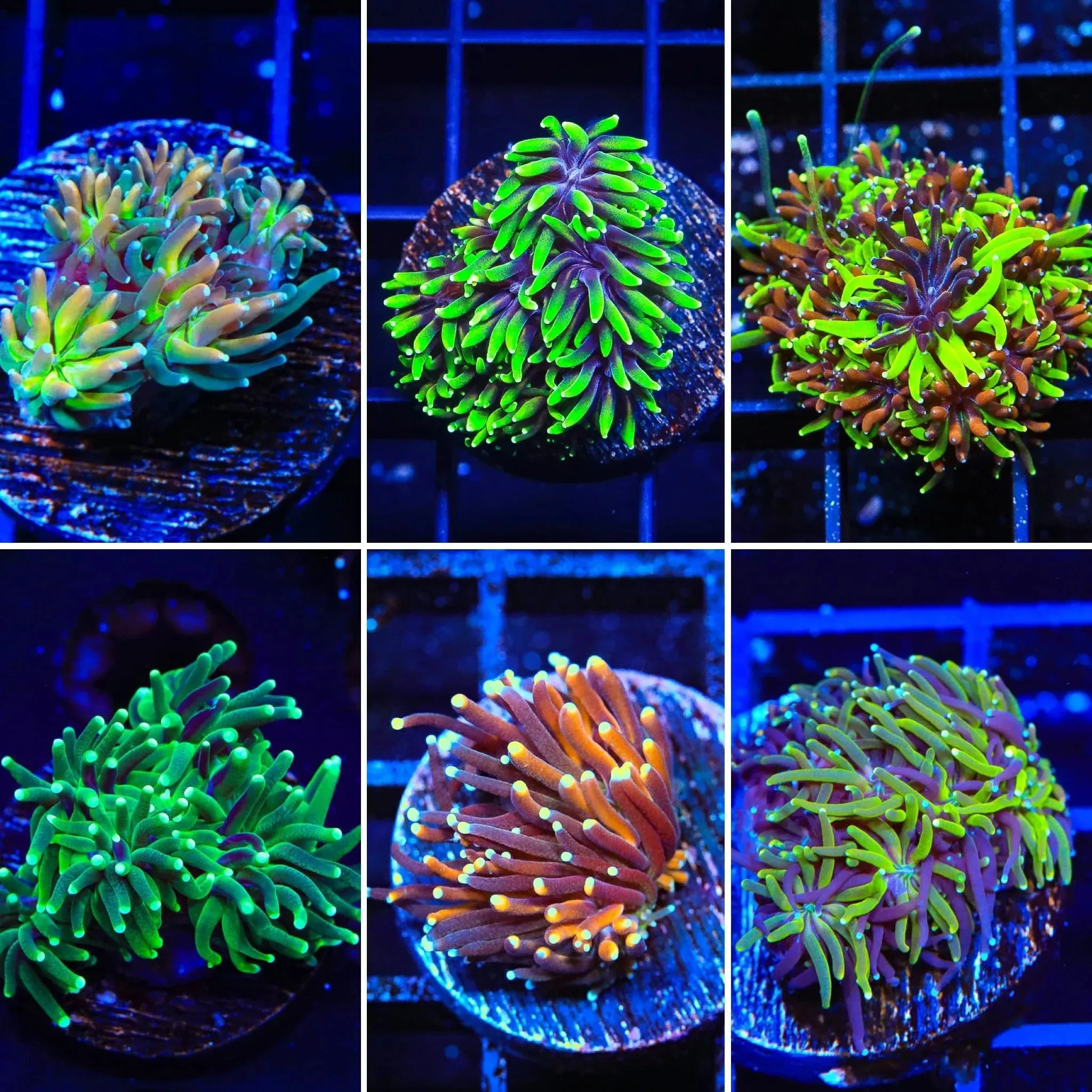TSA Signature Galaxea Frag Pack